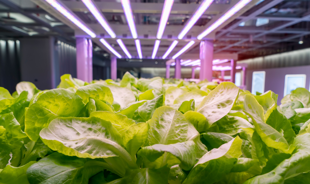 LED Grow Light in vertical farm