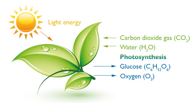 Photosynthesis in plants