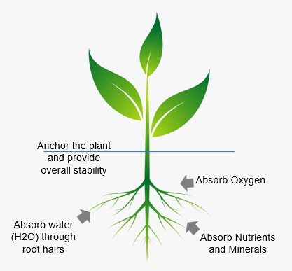 Hydroponics starts with the roots