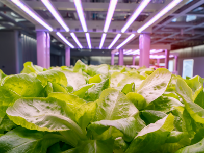 LED Grow Light in vertical farm