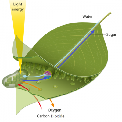 Photosynthesis (32)